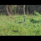 Ein Pfau in der Wiese neben dem Weg zum Strand